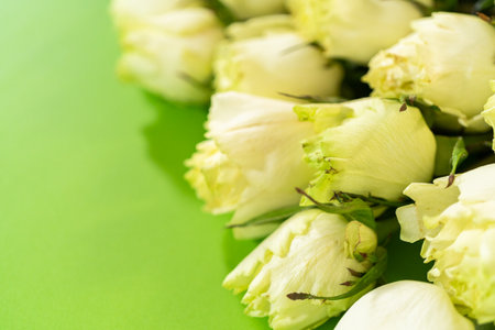 A vivid arrangement of white roses placed on a bright green background. This close-up floral composition is ideal for spring-themed designs, botanical prints, or seasonal greeting cards.の写真素材