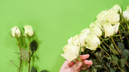 Two white roses lie flat on a vivid green surface. The stems and leaves are visible beneath the soft petals.の写真素材