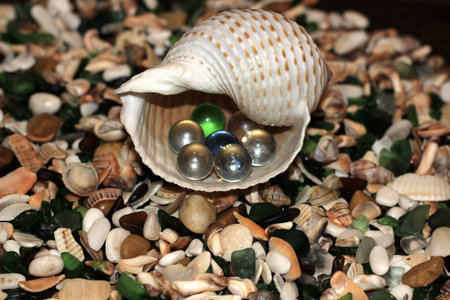 beautiful seashell with glasses