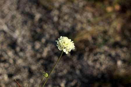 a single white flower on a gray backgroundの写真素材