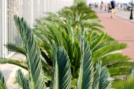 green palm leaves along a walking road on the coastの写真素材