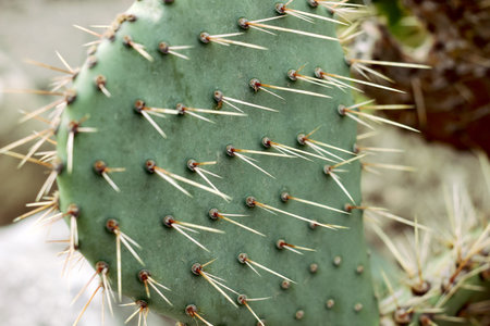 cactus with large needles close up