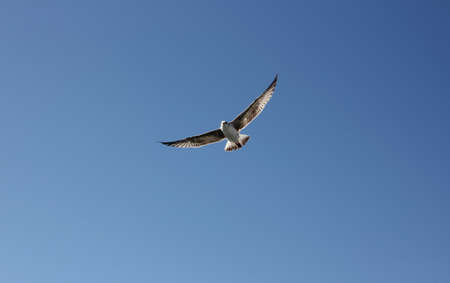 a Seagull flies in the blue sky over the black seaの写真素材