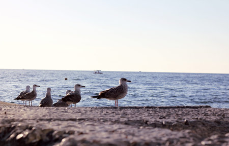 seagulls walk on the black sea coastの写真素材