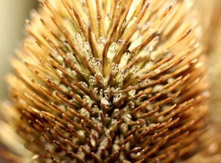 dried flower with thorns backgroundの写真素材