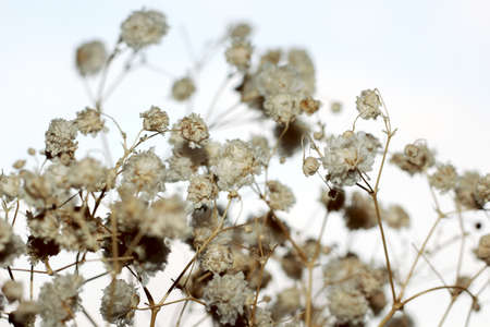 Background of dried flowersの写真素材