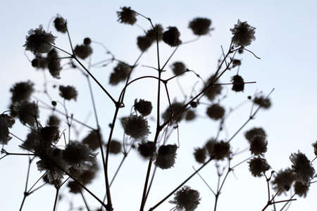 Background of dried flowersの写真素材