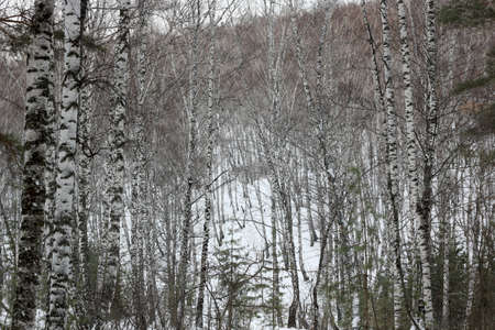 winter Siberian birch and pine forestの写真素材