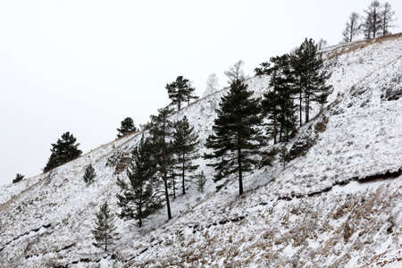 pine trees in the Siberian forest in winterの写真素材