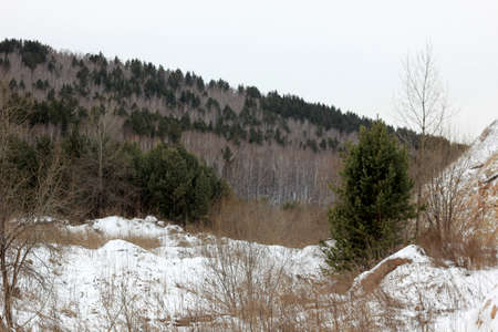 pine trees in the Siberian forest in winterの写真素材
