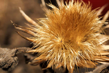 small dried flowers close up on a brown backgroundの写真素材