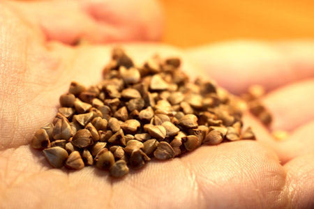 buckwheat grains close-up on the handの写真素材