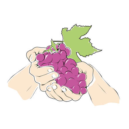Hands Holding A Brunch Of Grapes With A Green Leaf - isolated On White Backgroundのイラスト素材