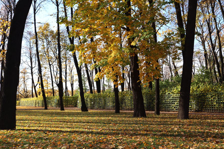 Autumn park, trees with yellow foliage. Time of fall, leaves fall from trees and cover the ground. Good sunny weather. View of the Summer Garden in Saint-Petersburg, Russia.の写真素材