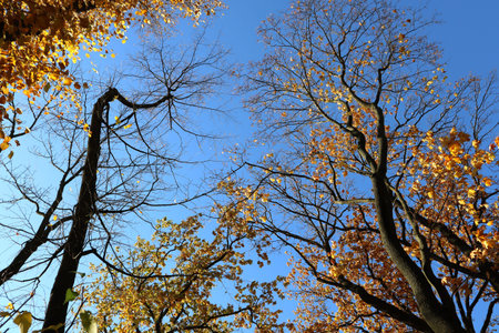 Blue sky above the trees in autumn park. Time of fall, leaves fall from trees. Good sunny weather.