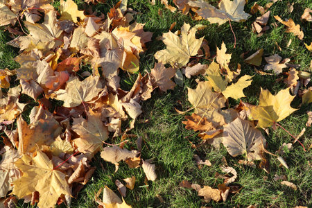 Autumn yellow and golden leaves on the grass. High angle view. Leaves as background.