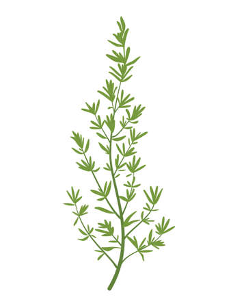 The silhouette of thyme's twig. Simple flat vector illustration.のイラスト素材