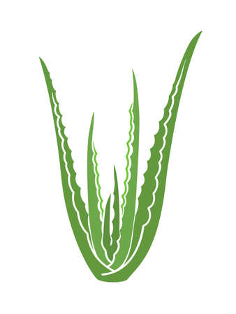 The silhouette of aloe vera. Simple flat vector illustration. Medical plant with green leaves.のイラスト素材