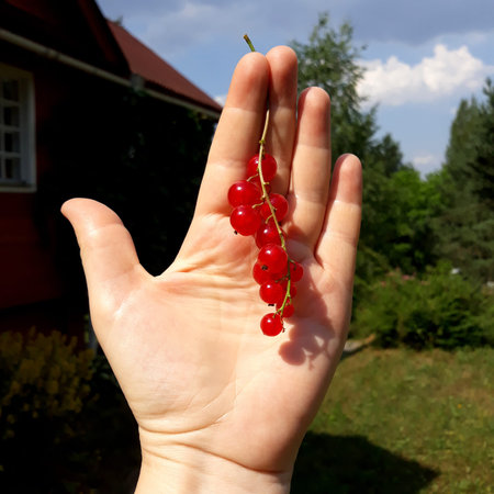 A bunch of ripe red currants on woman's hand. summertime. A house and green garden as background.の写真素材