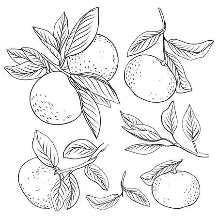 set of mandarines. Handdrawn mandarines.のイラスト素材