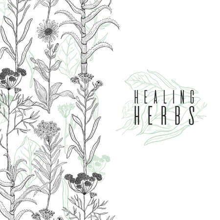 Vector background frame with drawing wild plants, herbs and flowers, monochrome botanical illustration in vintage style, natural floral template. Anis, arnica, rosemary, heliehrysum, beech, aloe.のイラスト素材