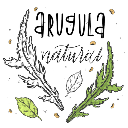 Vector vegetables aruqula grass in a realistic sketch style. Healthy food, natural product, vegetable farm, vegan food, sports nutrition. Vintage illustration. Color and black line. Textのイラスト素材