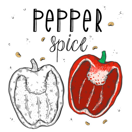 Vector vegetables pepper in a realistic sketch style. Healthy food, natural product, vegetable farm, vegan food, sports nutrition. Vintage illustration. Color and black line. Textのイラスト素材