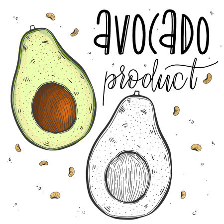 Vector vegetables avocado in a realistic sketch style. Healthy food, natural product, vegetable farm, vegan food, sports nutrition. Vintage illustration. Color and black line. Textのイラスト素材