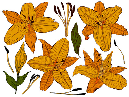 Flowers lily, orange buds and green leaves. Set collection. Isolated on white background. Vector illustration.Drawing botanicalのイラスト素材