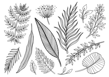 Plant nature hand drawn set. Collection botanical element.Elegant vintage style.Vector illustration.のイラスト素材