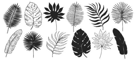 Tropical plant leaf set.Botanical floral element background.Design for home decor, fabric, carpet, wrapping. Vector illustration.のイラスト素材