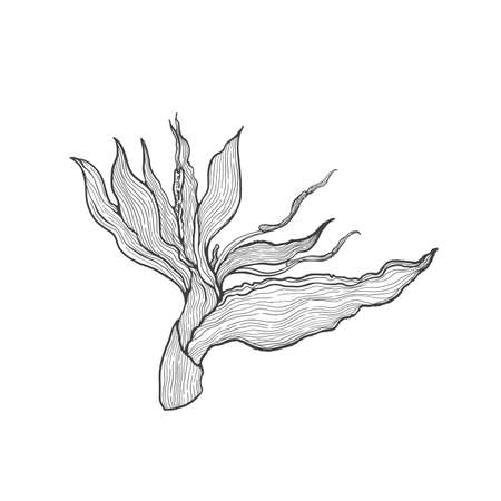 Tropical plant heliconia.Line art hand drawn set.Vector illustration.のイラスト素材