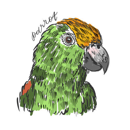 Parrot bird hand drawn sketch. Cute tropical design.のイラスト素材