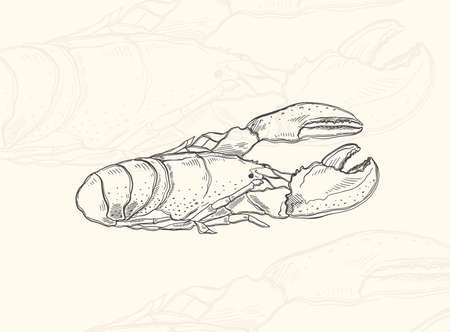 Illustration sketch food.Hand drawn element design menu. Isolated object in white backgroundのイラスト素材