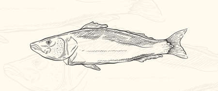 Illustration sketch food.Hand drawn element design menu. Isolated object in white backgroundのイラスト素材