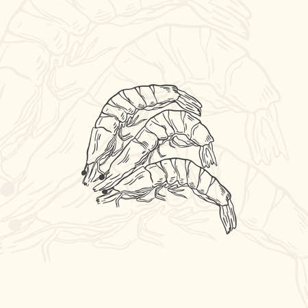 Illustration shrimps sketch food.Hand drawn element design menu. Isolated object in white backgroundのイラスト素材