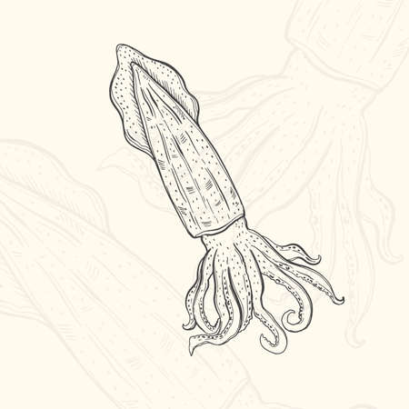 Illustration squid sketch food.Hand drawn element design menu. Isolated object in white backgroundのイラスト素材