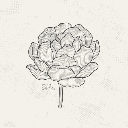 Lotus sketch with fine graceful lines. Isolated flower on a light background. Vintage etching botanical lotus.のイラスト素材