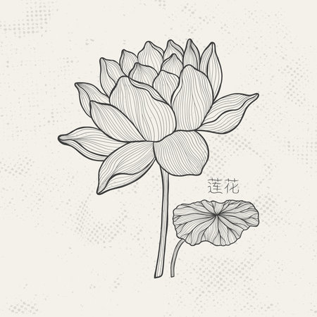 Lotus sketch with fine graceful lines. Isolated flower on a light background. Vintage etching botanical lotus.のイラスト素材
