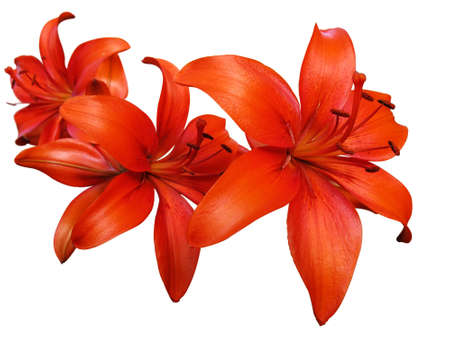 Lily flowers isolated on the whiteの写真素材