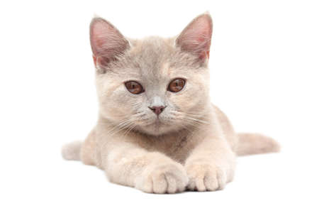 kitten isolated on whiteの写真素材