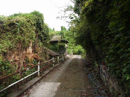 An abandoned village covered with plantの写真素材