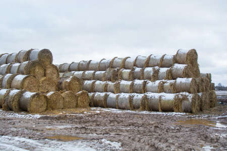 Hay rolls in winter. Mud Haystackの写真素材
