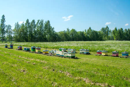 Bee hives on summer meadowの写真素材