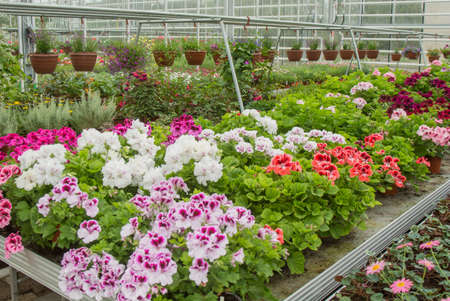 Flowers in greenhouse. Pelargoniumsの写真素材