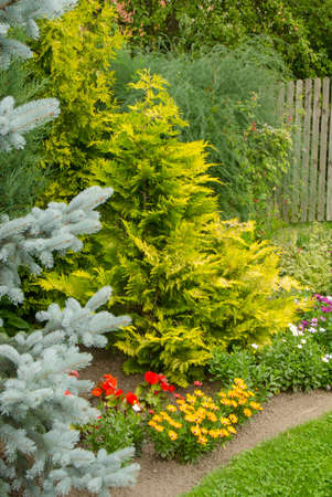 Colorful conifers in garden flowerbedの写真素材