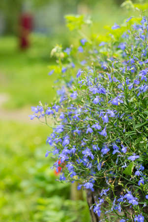 Beautiful blue Lobeliaの写真素材
