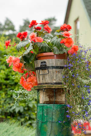 Beautiful begonia flower pot in gardenの写真素材