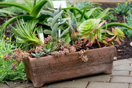 Various colorful succulents in clay potの写真素材