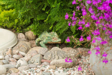 Beautiful garden with decorative dragon lizardの写真素材